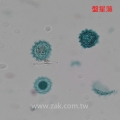 盤星藻