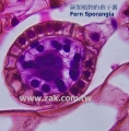 Fern Sporangia
