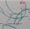 顫藻